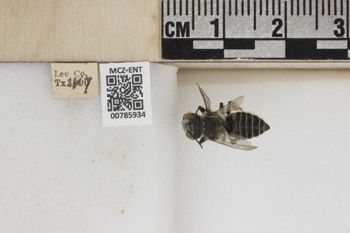 Media type: image;   Entomology 785934 Aspect: Labels